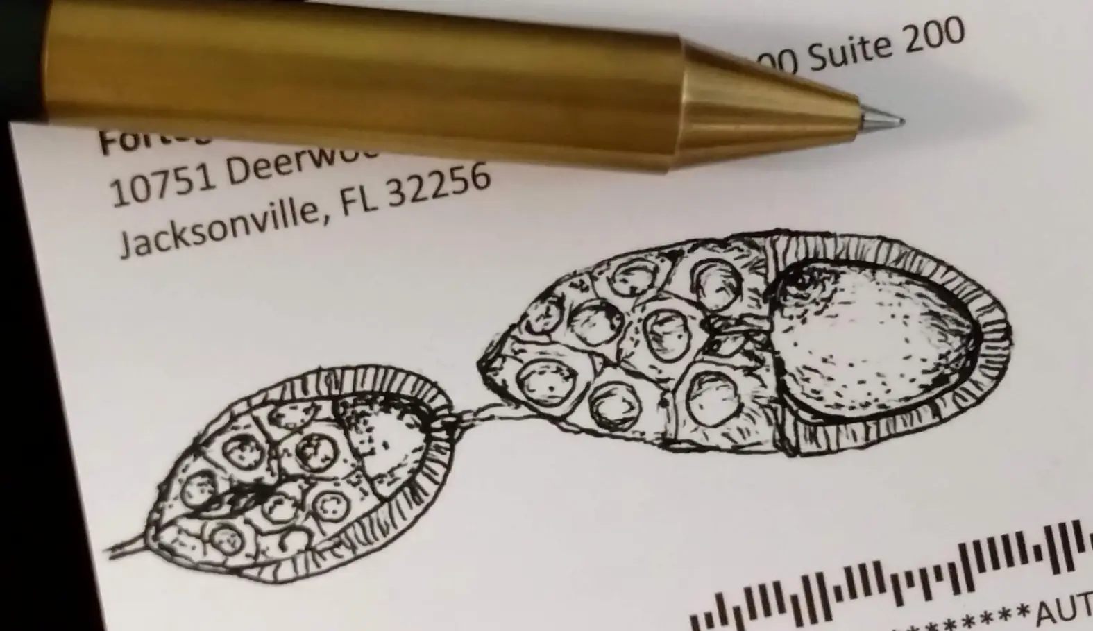 Hand-drawn sketches of Drosophila egg chambers beside a pen