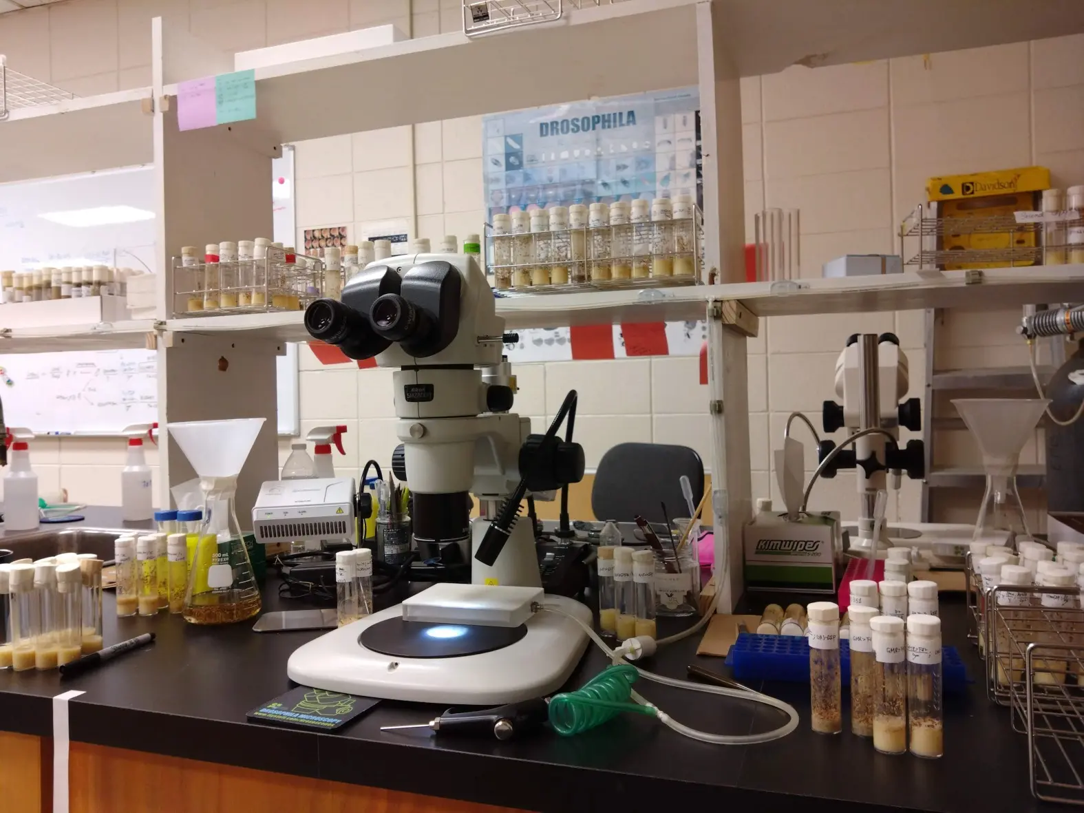 Drosophila research bench with microscopes and fly stocks