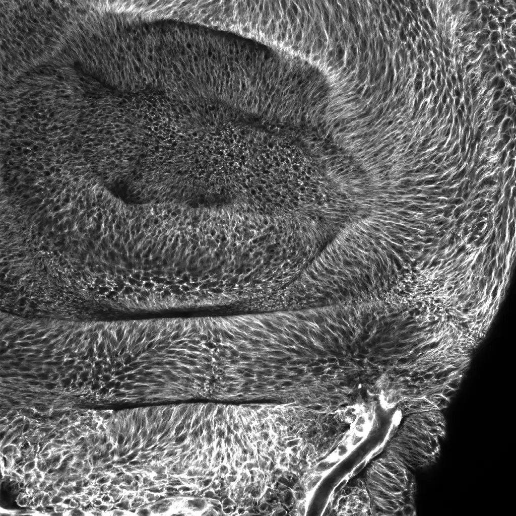 Monochrome fluorescence image of epithelial tissue architecture