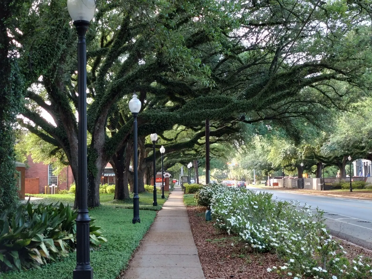 Tree-lined walkway near the Tamori Lab at UL Lafayette