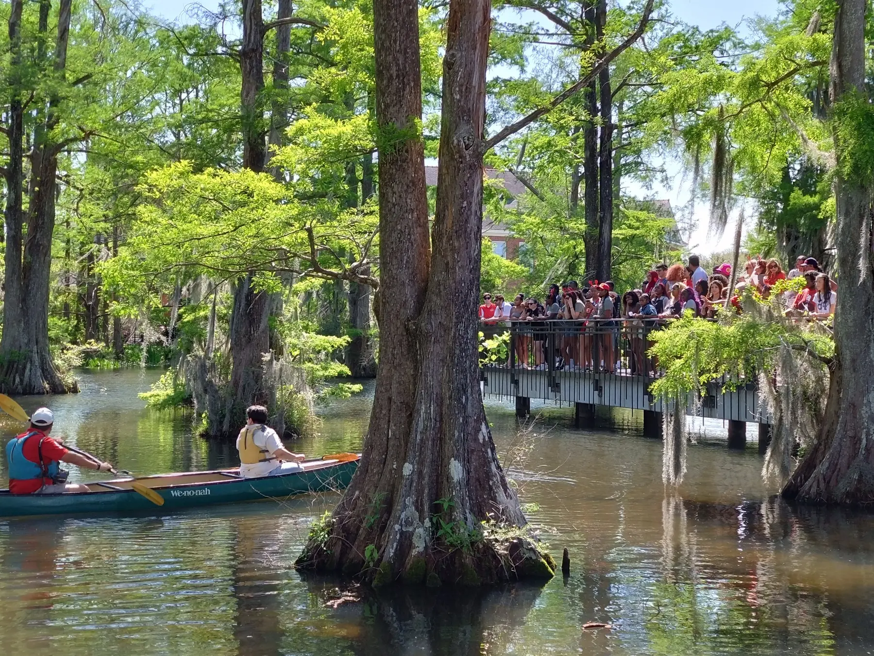 Canoers and visitors among the cypress trees at the University of Louisiana at Lafayette swamp