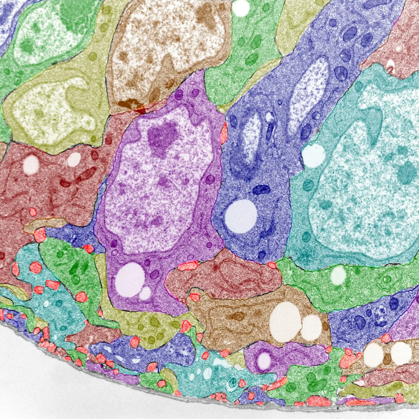 Colorized electron microscopy image of cells in Drosophila tissue